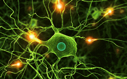 Hormones play a very important role right from the birth to development