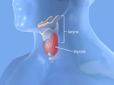 Thyroid hormones, involved in general growth of the body.
