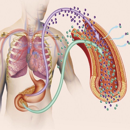 Diabetes is a chronic disease caused due to high levels of blood sugar in the body.