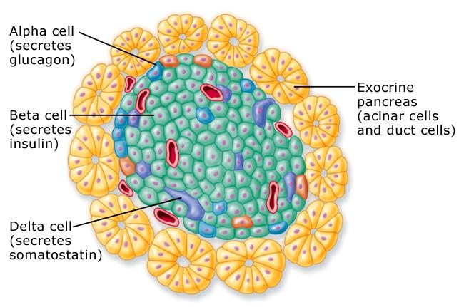 Pancreatic hormones