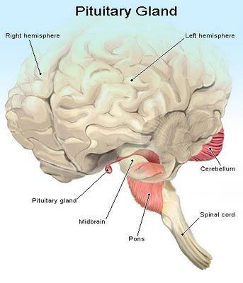 Pituitary gland