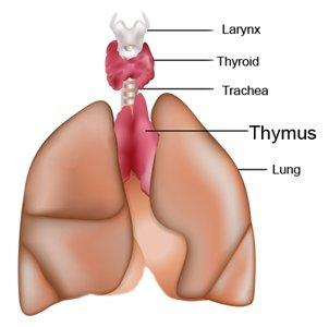 The thymus gland is situated in the upper thorax