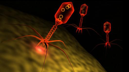 Viral diseases are extremely widespread infections caused by viruses, a type of microorganism.