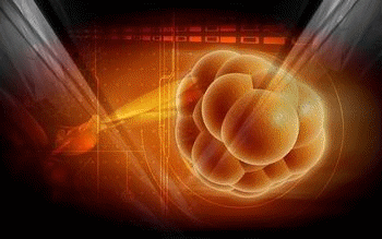 Totipotency