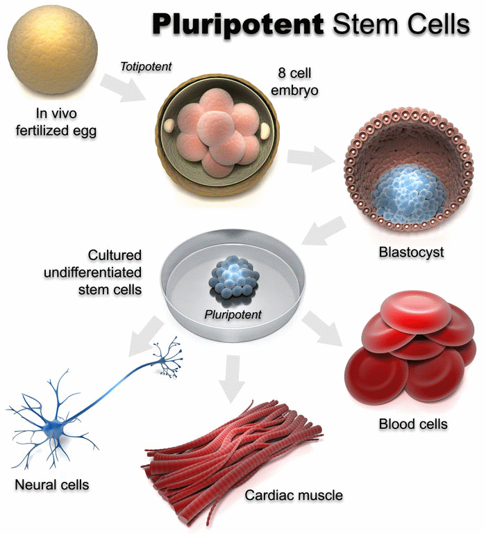 Pluripotency