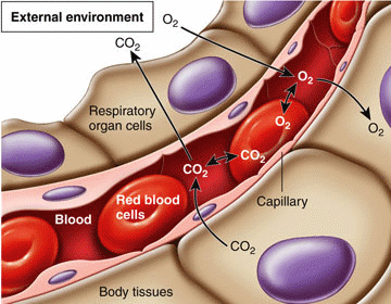 Gaseous exchange in lungs