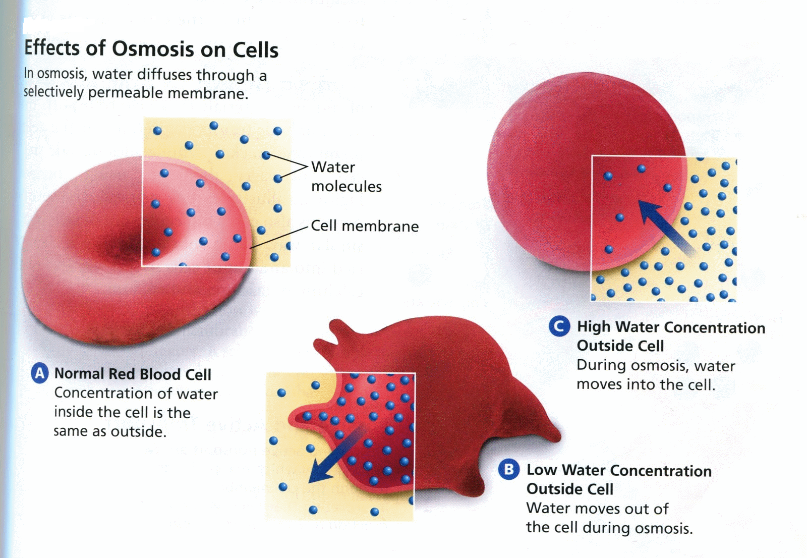 Blood cells showing osmosis