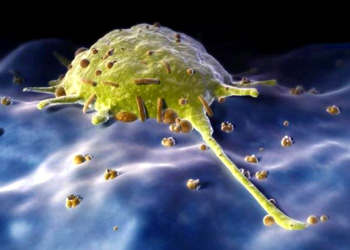 innate immune system 