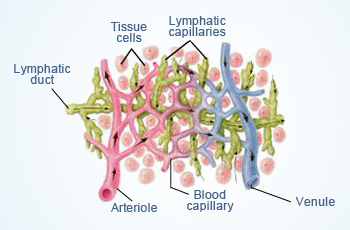 Lymphatic capillaries