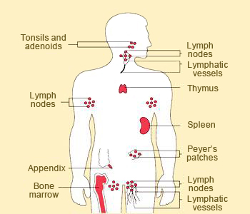 Primary and secondary lymphoid organs