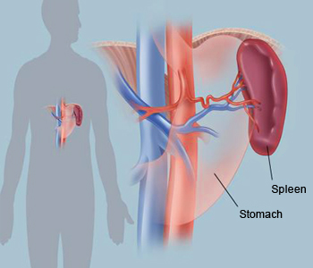 Spleen