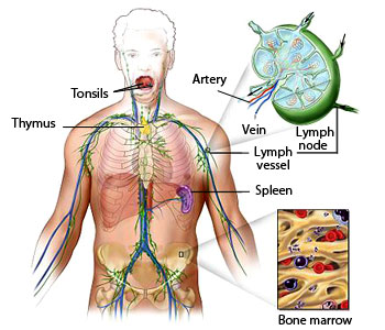  Human Lymphatic system