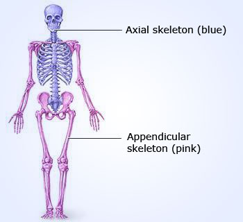 Parts of skeleton system
