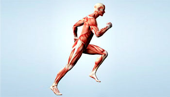 The musculature of a human male running.