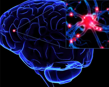 CNS is the processing center for the nervous system