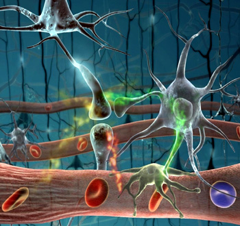 The main function of PNS is to relay information from brain to spinal cord
