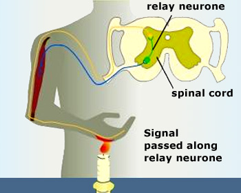 Withdrawal of the hand or any part of the body when suddenly pricked is an example of reflex action.