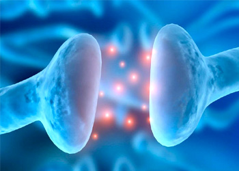 Neurons communicate with other cells at synapses.