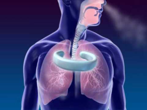 Human respiratory system