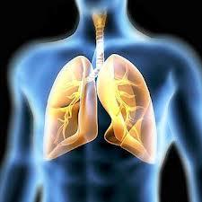 lungs