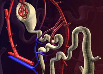 Nephron is the basic unit of the kidney