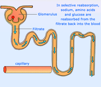 Kidney Reabsorption