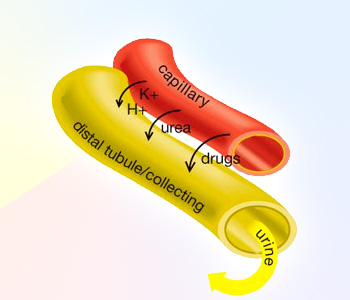 The kidney controls blood pressure by expelling surplus sodium from our bodies.