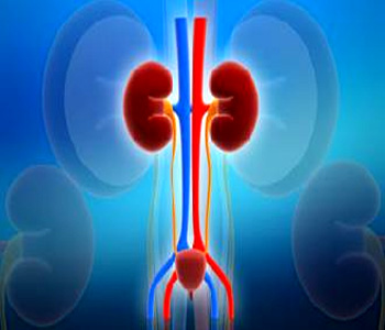 Structure of Human Renal system