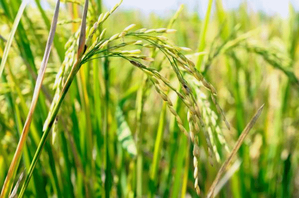 Rice crop