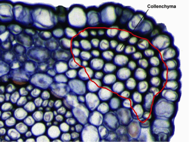 Collenchyma