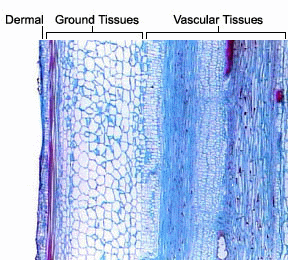 Permanent tissue systems