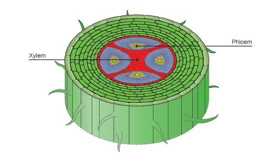 Vascular tissues-Xylem and Phloem