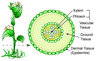 Plant tissues