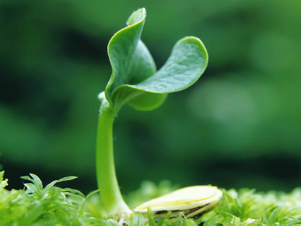 Plant tissues play a major role in growth of plants.