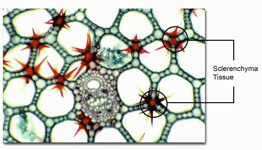 Sclerenchyma