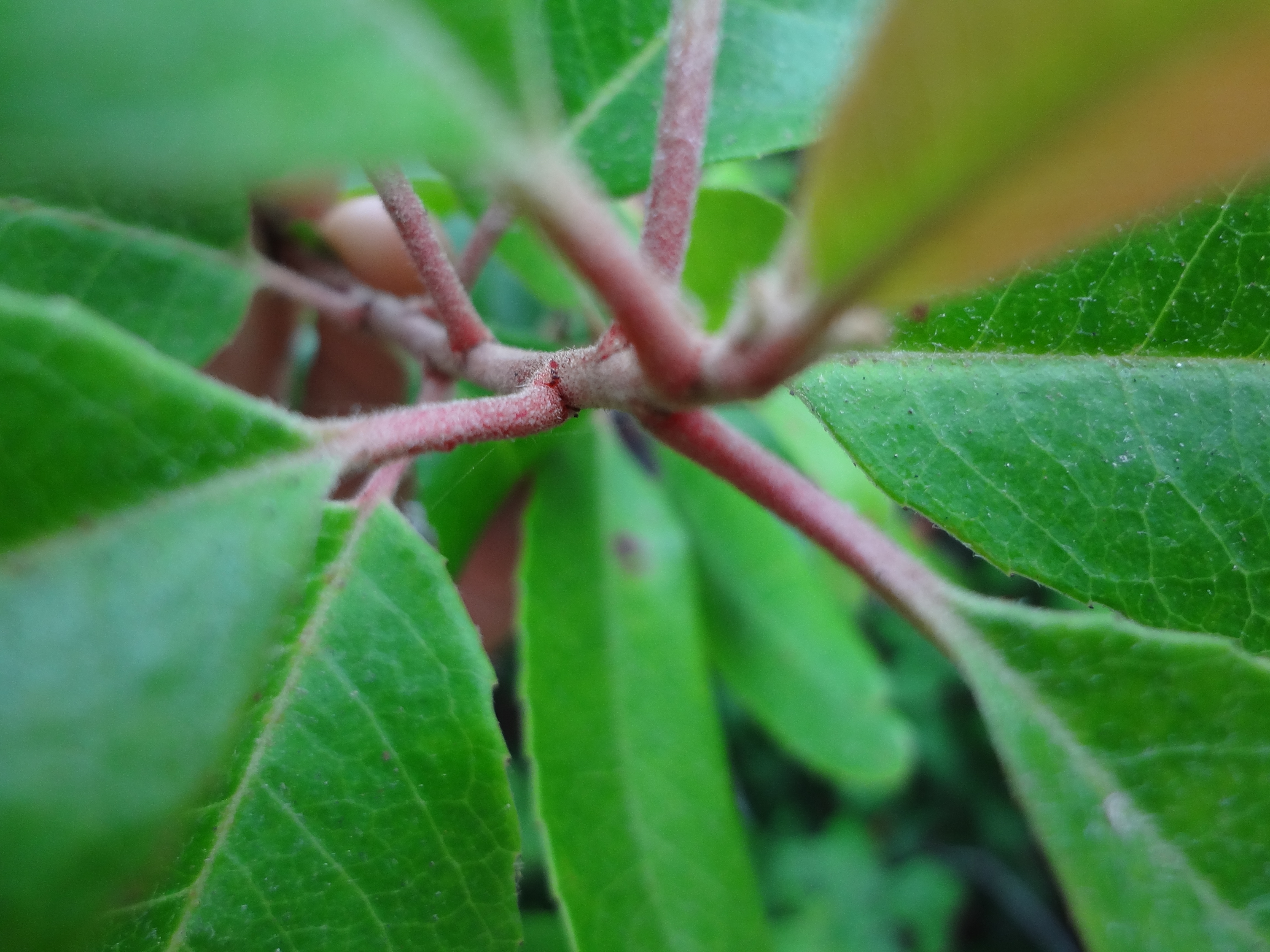 Sclerenchyma is found in the stems and also in the midribs of leaves.