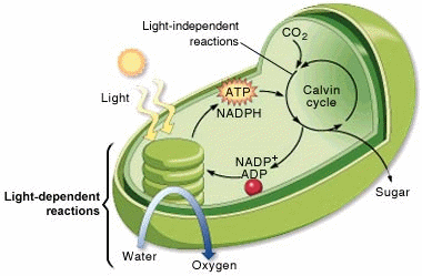 light reaction