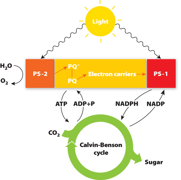 Illustration of Photosynthesis