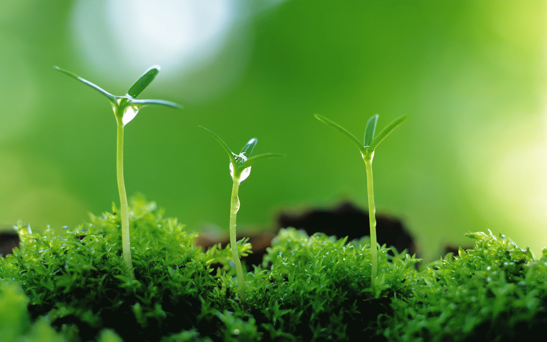 The green plants have an autotrophic mode of nutrition.