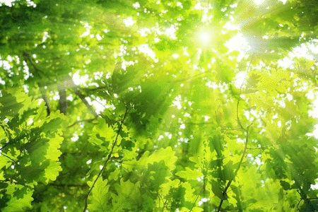 Green plants are extremely significant in performing photosynthesis