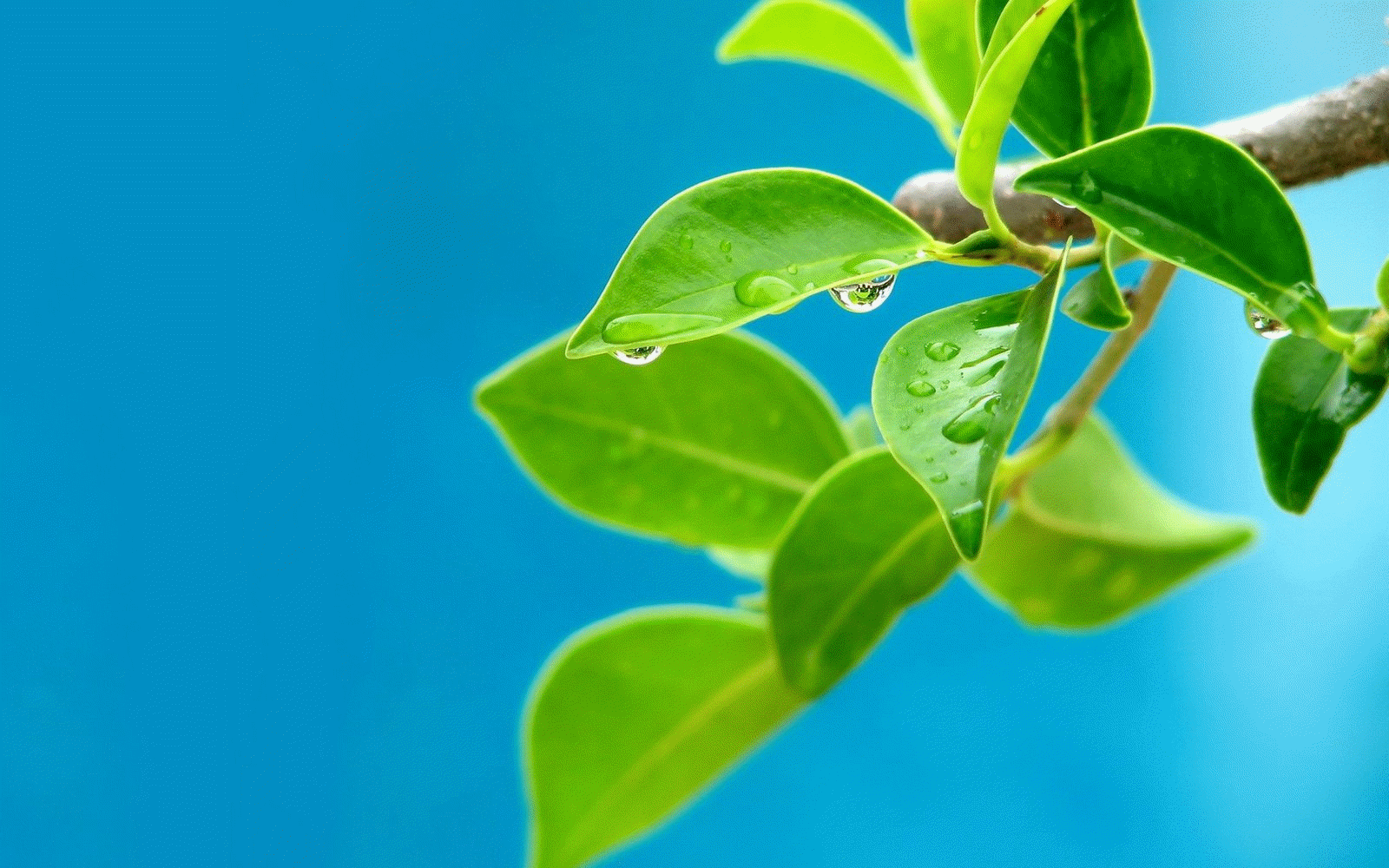 Chlorophyll is a green pigment found in most plants