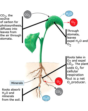 Plant nutrient uptake