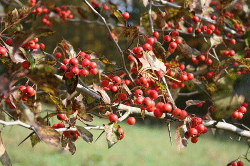 Apomixis-Seen in Hawthorns 