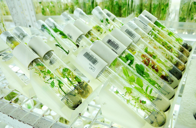 Tissue culture is the best way to produce multiple copies of plants.