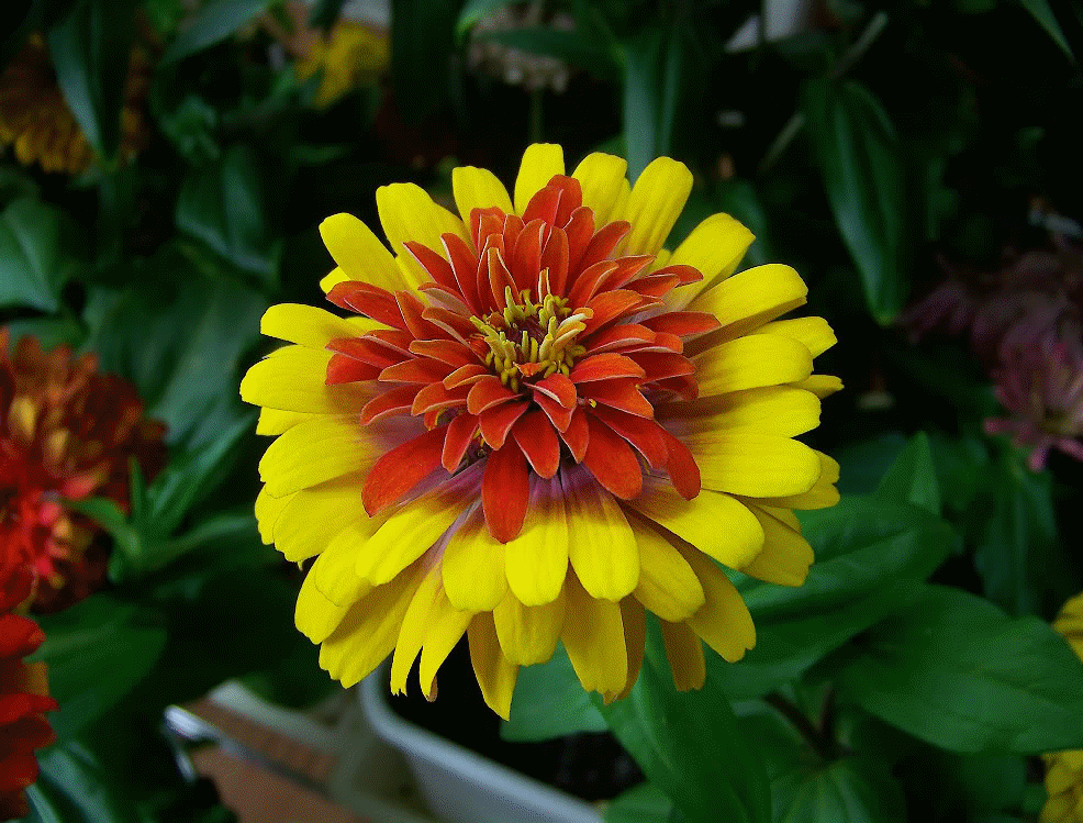 Hybridization