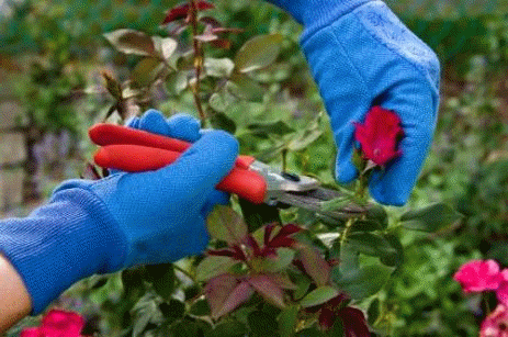 Cutting a rose bush branch for replanting