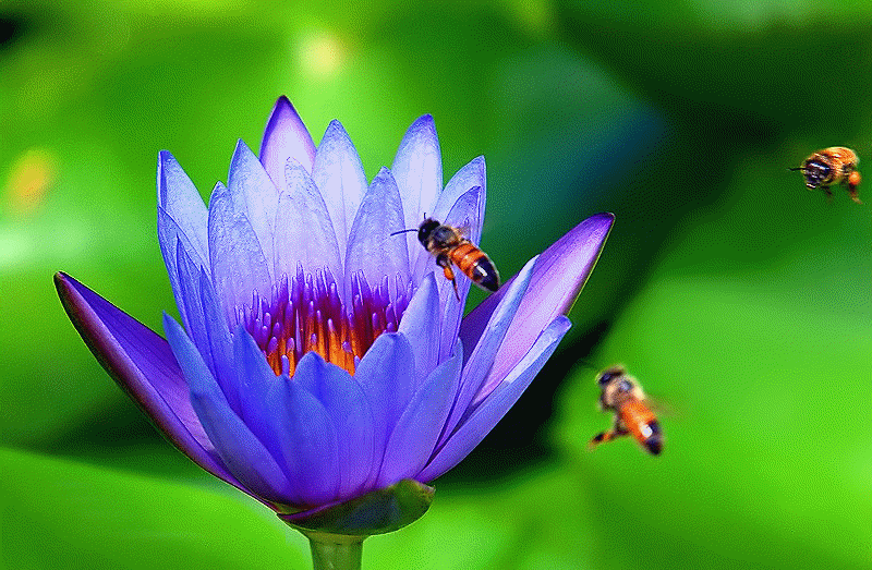 Pollination by insects