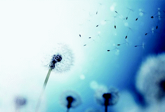 Wind pollination