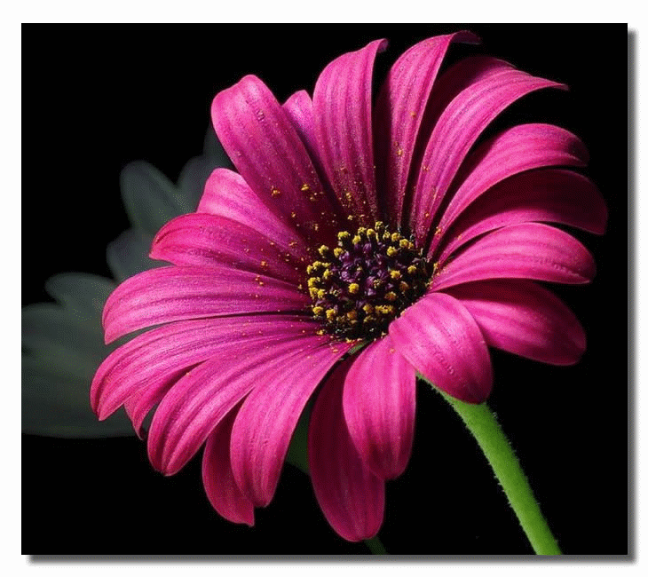 A perfect flower consists of both male and female gametes which enables reproduction.