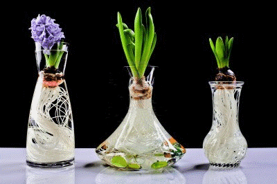 Auxins initiates root growth